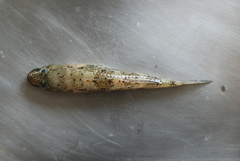Glossogobius olivaceus