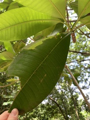 Barringtonia asiatica