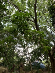 Barringtonia asiatica