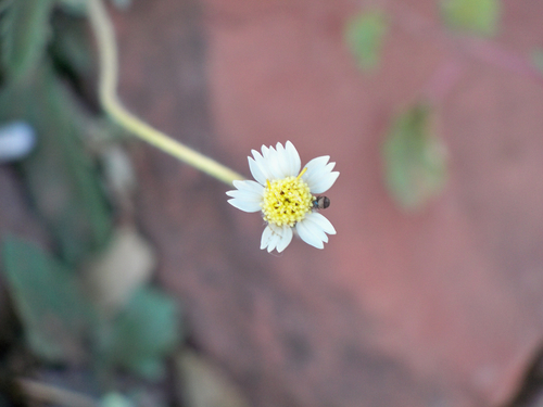 Tridax Daisy