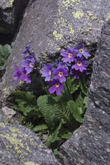 Primula amoena