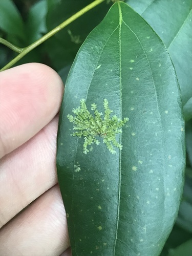 Cololejeunea planissima