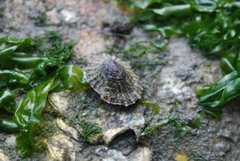 Vetigastropoda