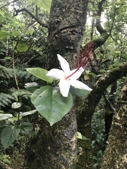 Hibiscus arnottianus