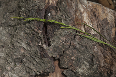 Carex bostrychostigma