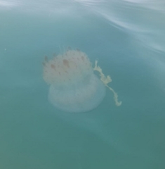 Rhopilema hispidum