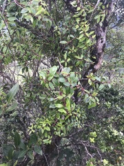 Metrosideros tremuloides