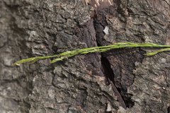 Carex bostrychostigma