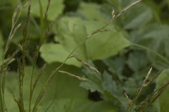 Carex bostrychostigma