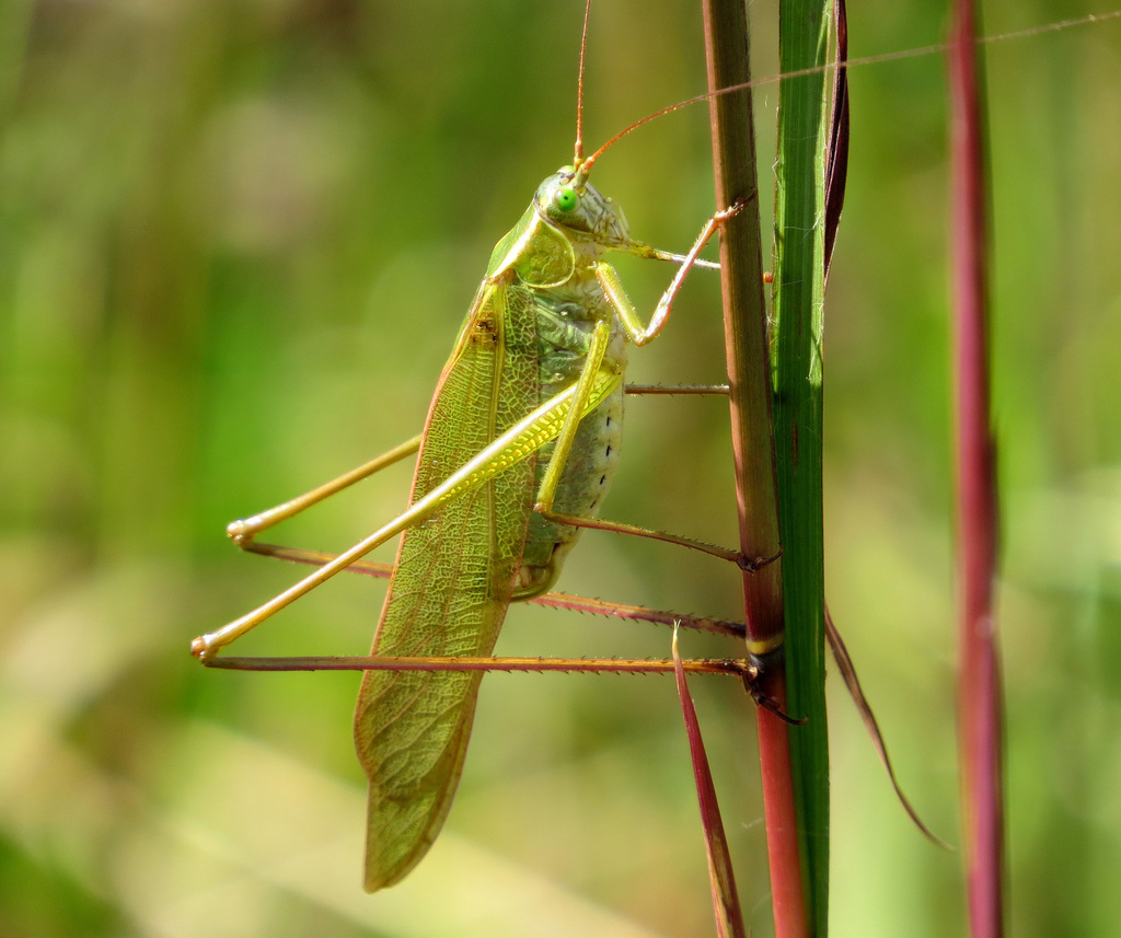 Fork tailed Bush Katydid Biodiversity WSU Pullman INaturalist