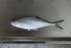 Scomberoides lysan