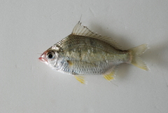 Gerres limbatus