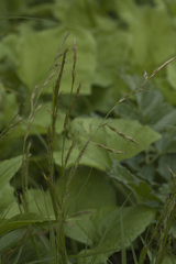 Carex bostrychostigma