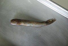 Cryptocentrus yatsui