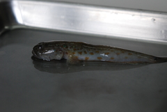 Cryptocentrus yatsui