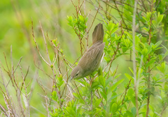 Helopsaltes ochotensis