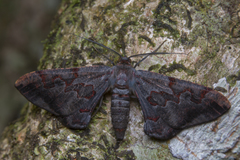 Hypochrosis baenzigeri