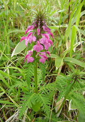 Pedicularis chamissonis