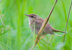 Helopsaltes ochotensis