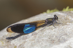 Euphaea subcostalis