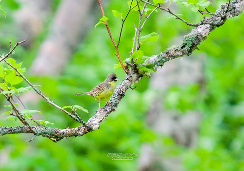 Masked Bunting