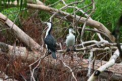 Phalacrocorax varius hypoleucos
