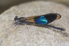 Euphaea subcostalis