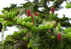 Picea jezoensis jezoensis