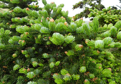 Picea jezoensis jezoensis