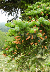 Picea jezoensis jezoensis
