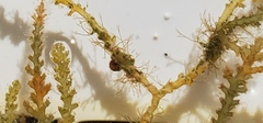 Acanthophora spicifera