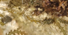 Acanthophora spicifera