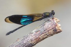 Euphaea subcostalis