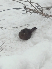 Turdus merula