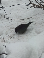 Turdus merula