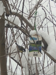Parus major