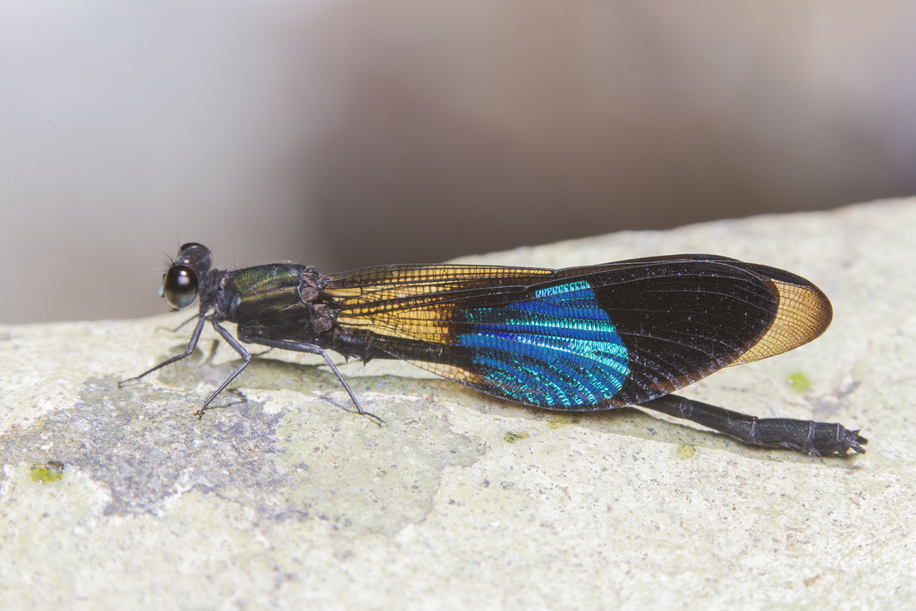 Euphaea subcostalis