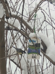 Parus major