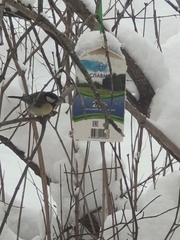 Parus major