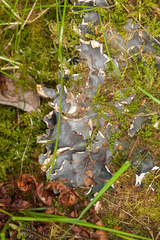 Peltigera hymenina