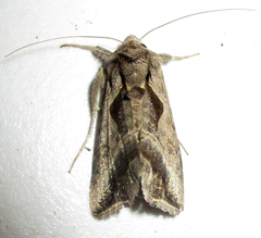 Ctenoplusia fracta