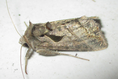 Ctenoplusia fracta