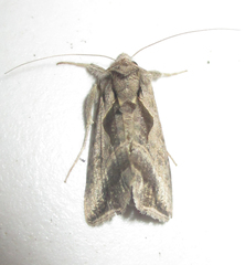 Ctenoplusia fracta