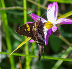 Chioides iverna