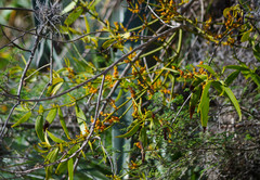 Phoradendron nervosum