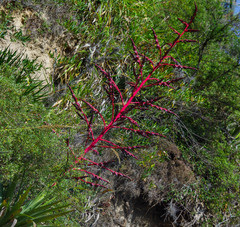 Tillandsia secunda