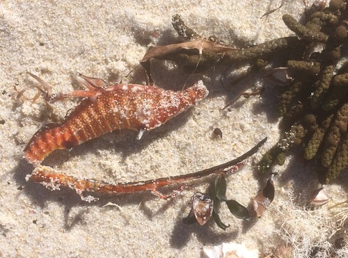 Weedy Seadragon
