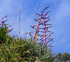 Tillandsia secunda