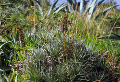 Puya aequatorialis