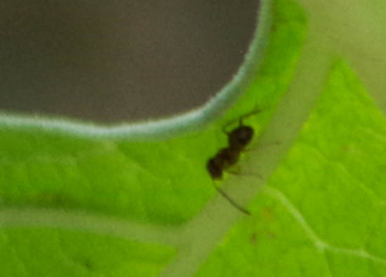 Linepithema iniquum